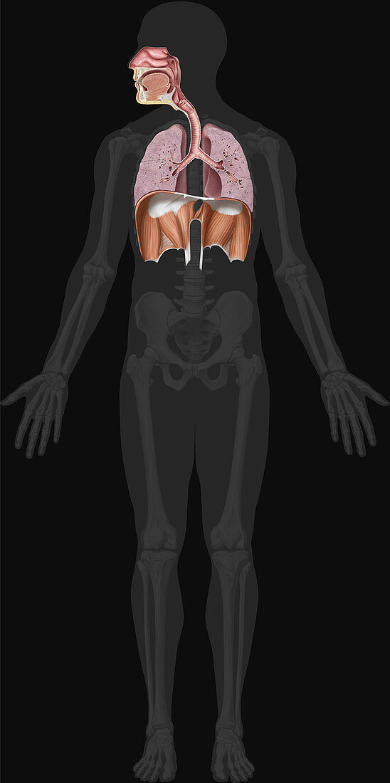Respiratory System Organs, illustration