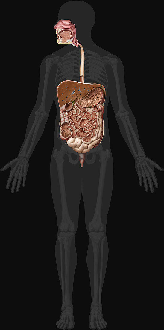 Digestive System, Coronal View, illustration