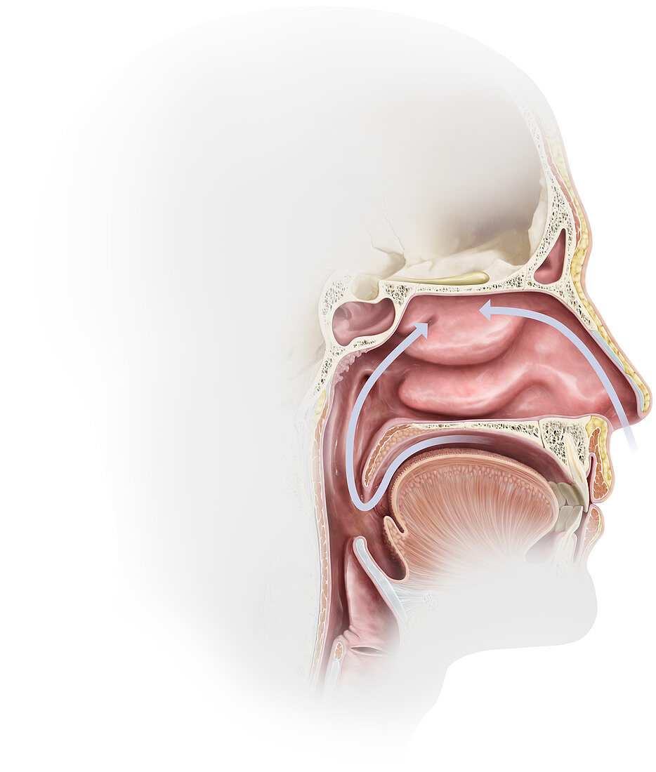 Nasal Cavity, illustration