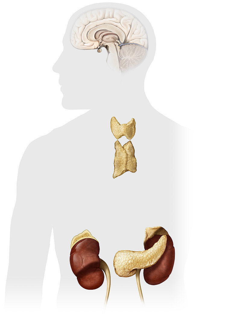 Endocrine Glands, illustration