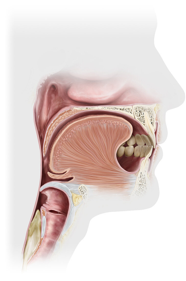 Digestive System Upper Organs, illustration