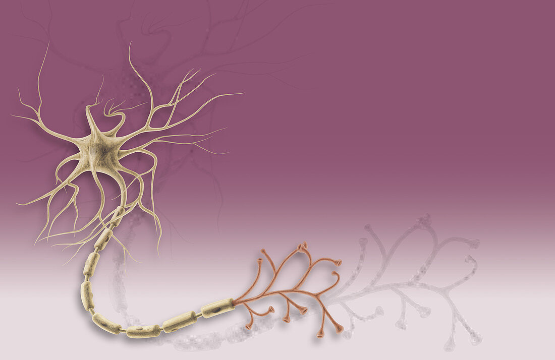 Multipolar Neuron, illustration
