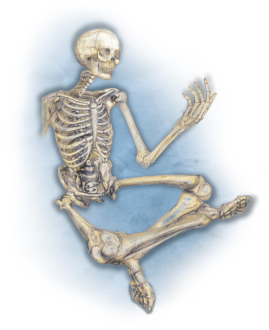 Human Skeleton, illustration