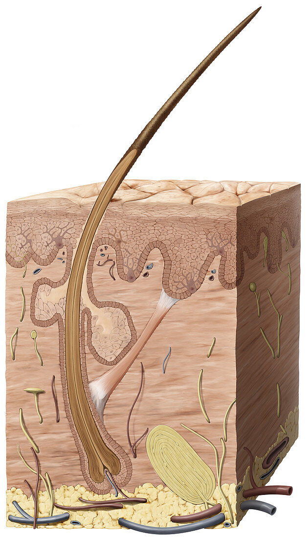 Cross Section of the Skin, illustration