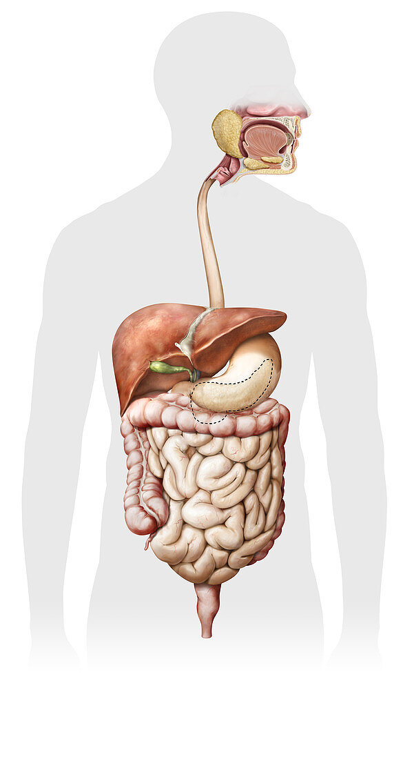 Digestive System, illustration