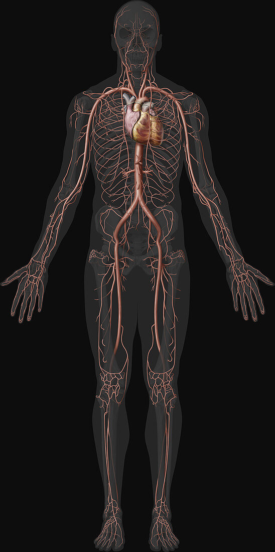 Arteries, illustration