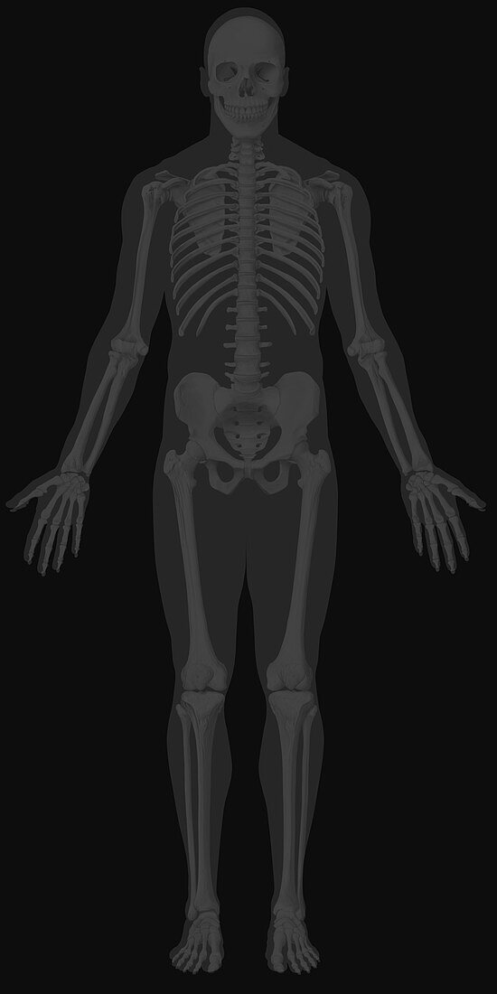 Human Skeleton, illustration