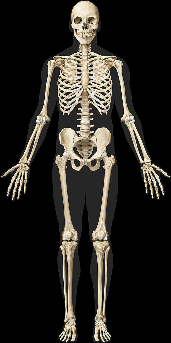 Human Skeleton, illustration