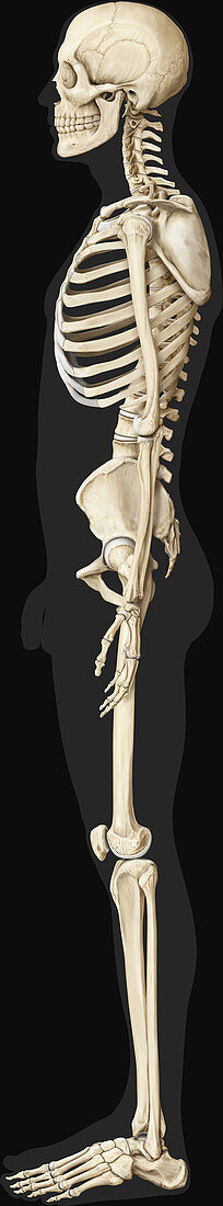 Human Skeleton, illustration