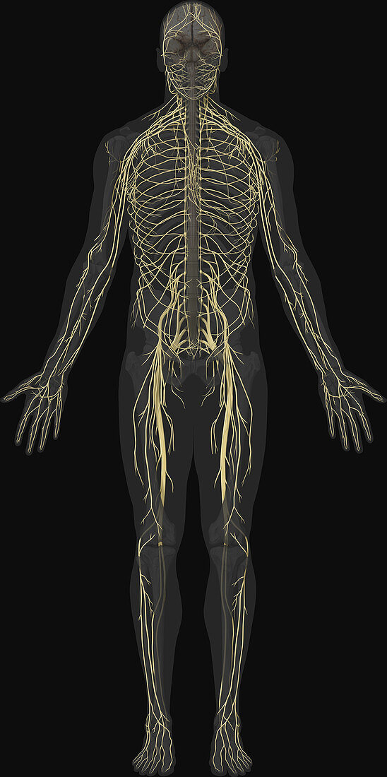 Main Nerves, Anterior View, illustration