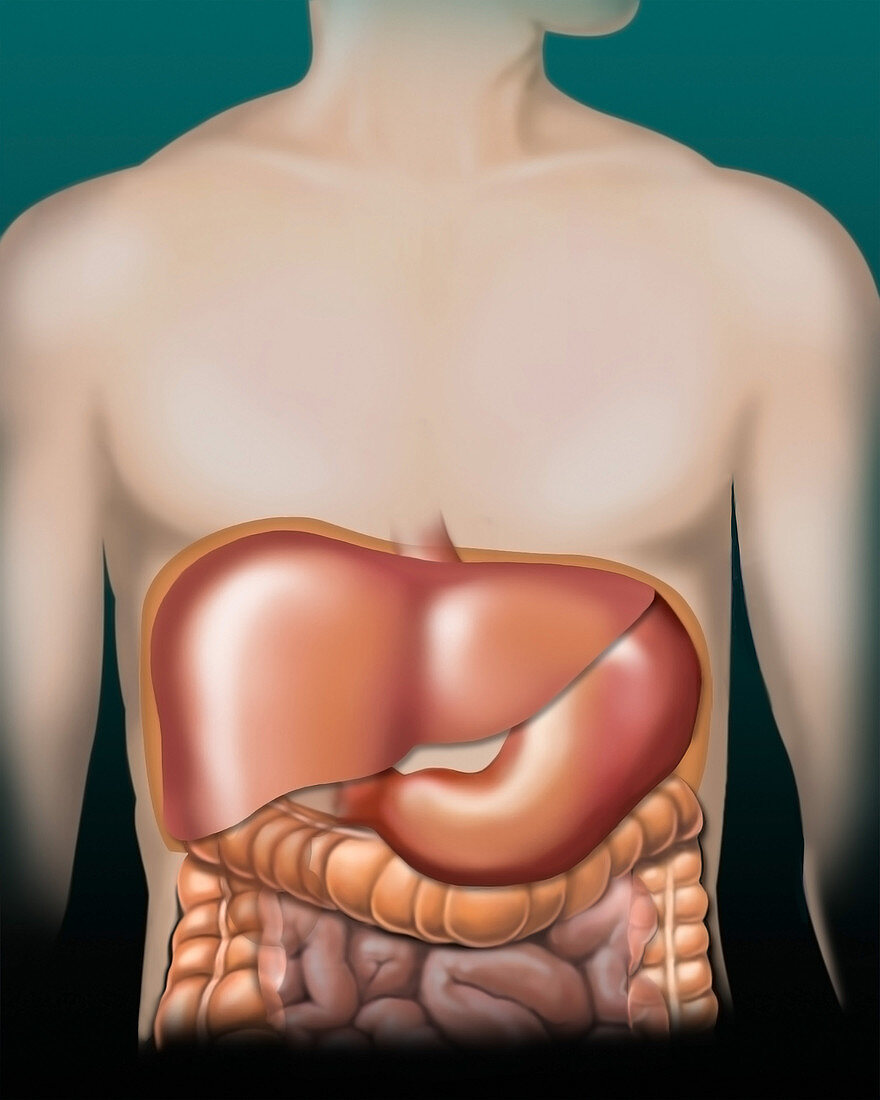 Liver and stomach, illustration