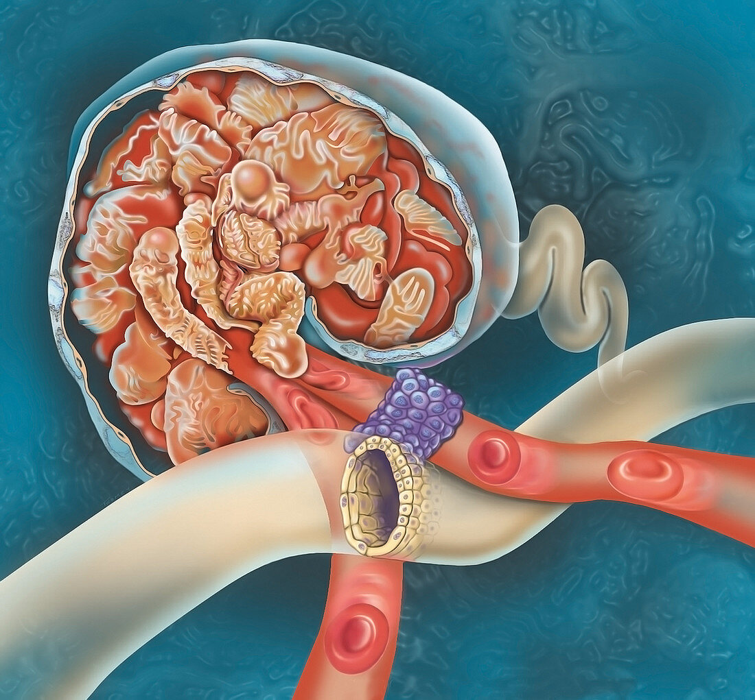 Kidney cells and glomerulus, illustration