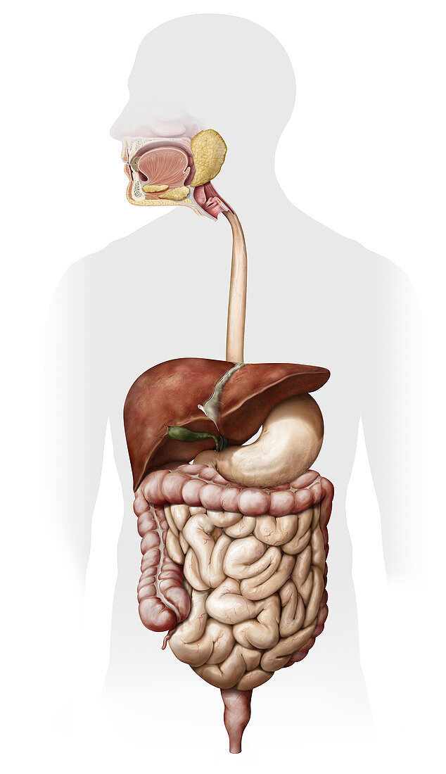 Overview of the digestive system, illustration