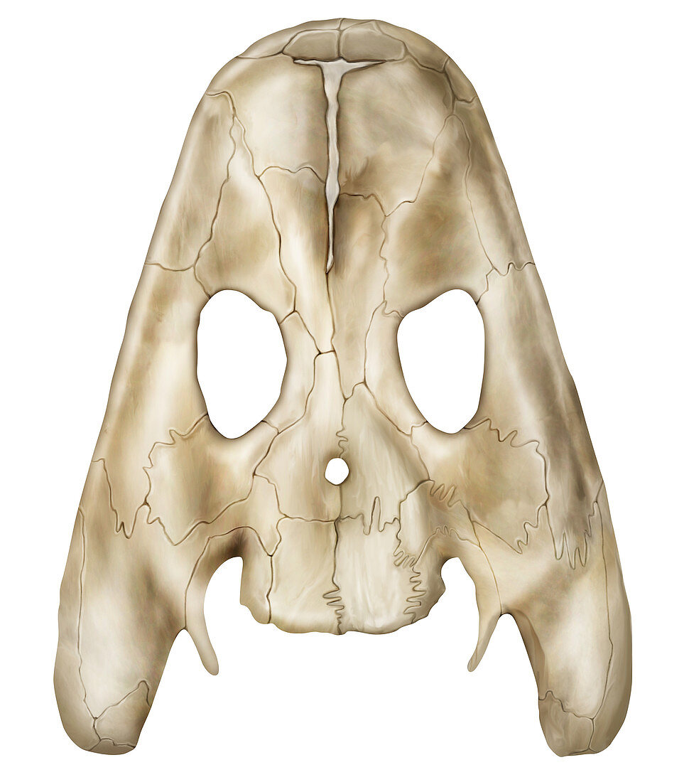 Skull of an Acanthostega, illustration