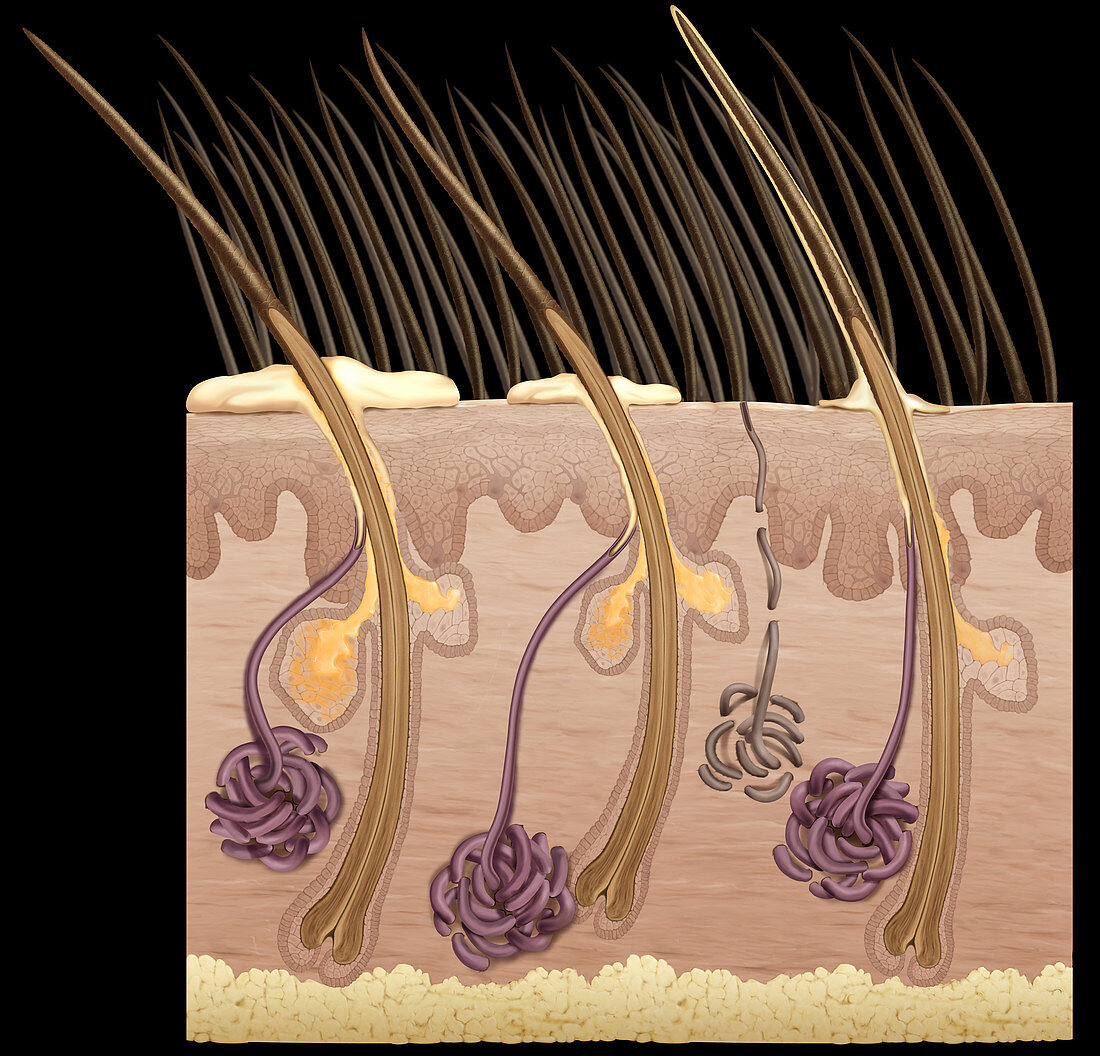 Animal Skin Structure, illustration
