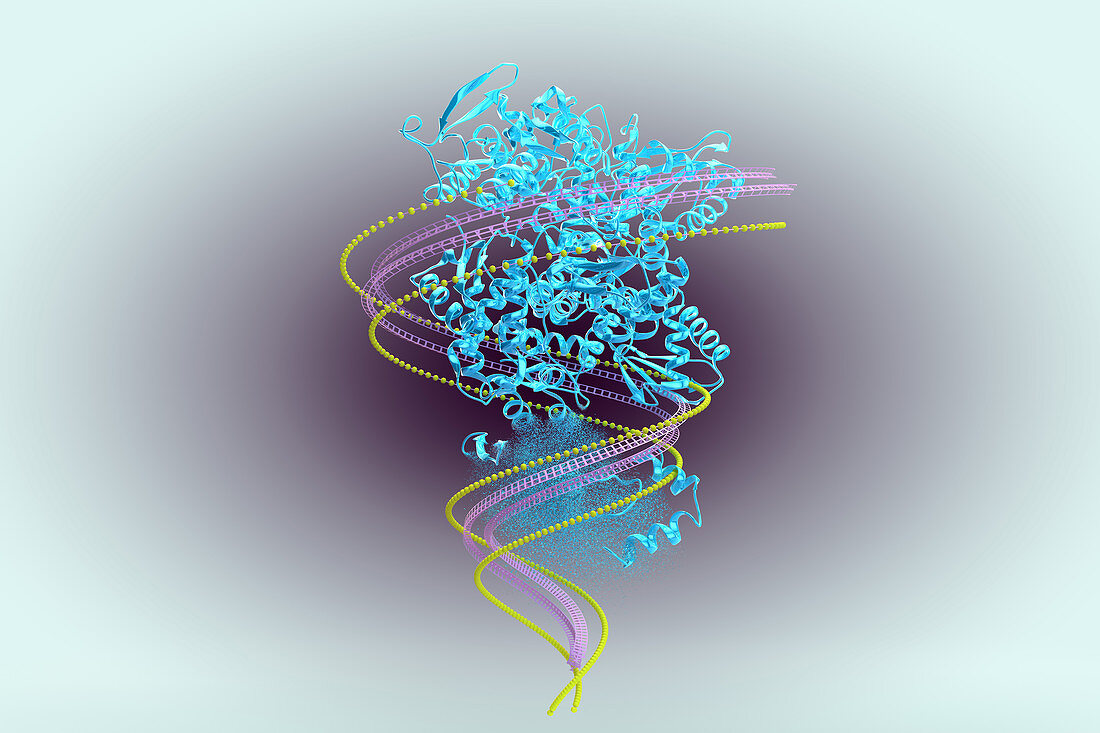 Protein Catabolism, illustration