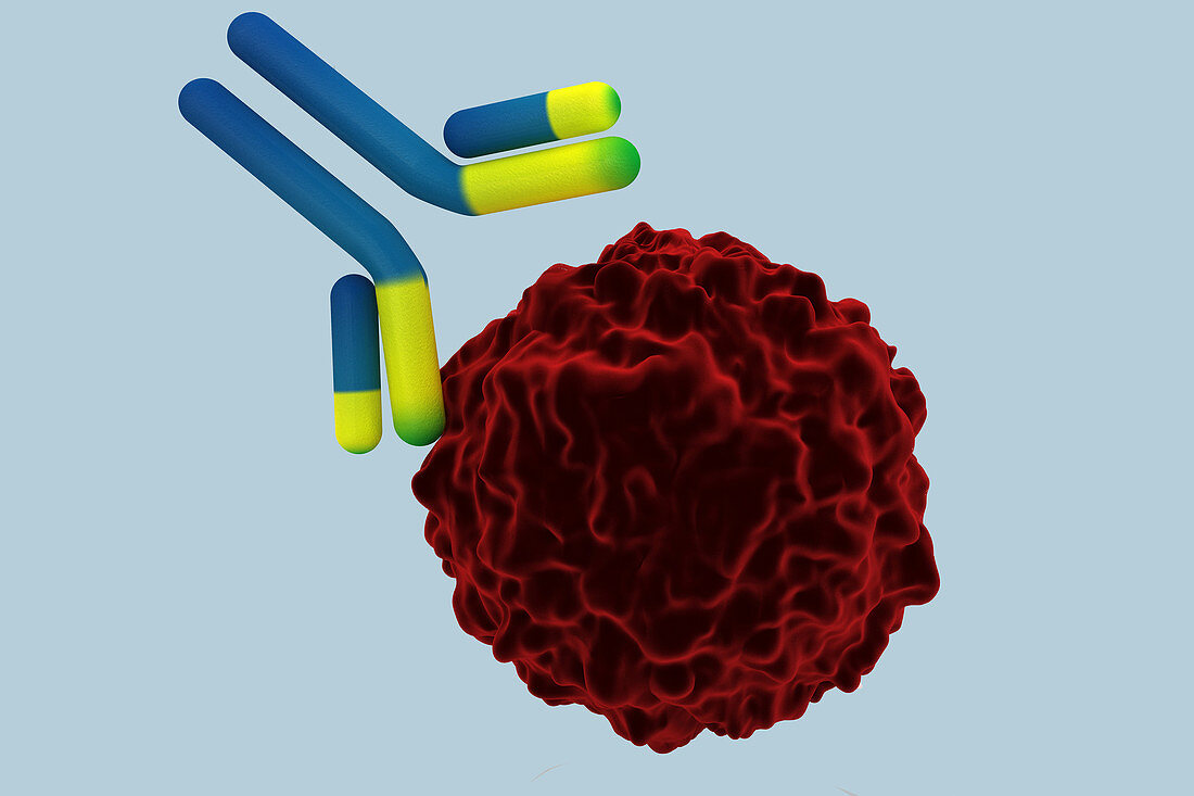 Antibody Attacking Infected Cell, illustration