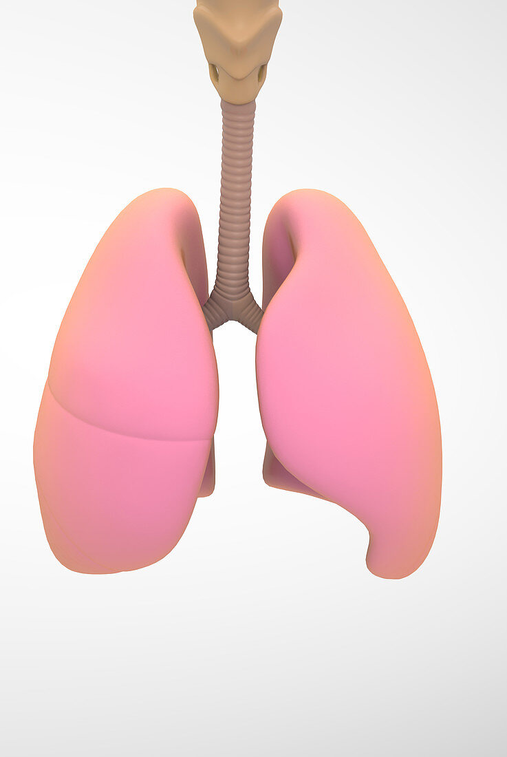 Healthy Lungs, illustration