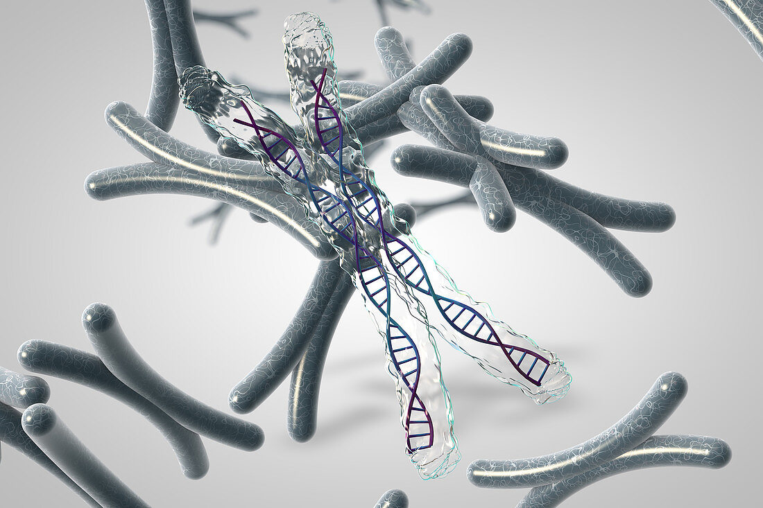 Chromosomes with DNA, illustration