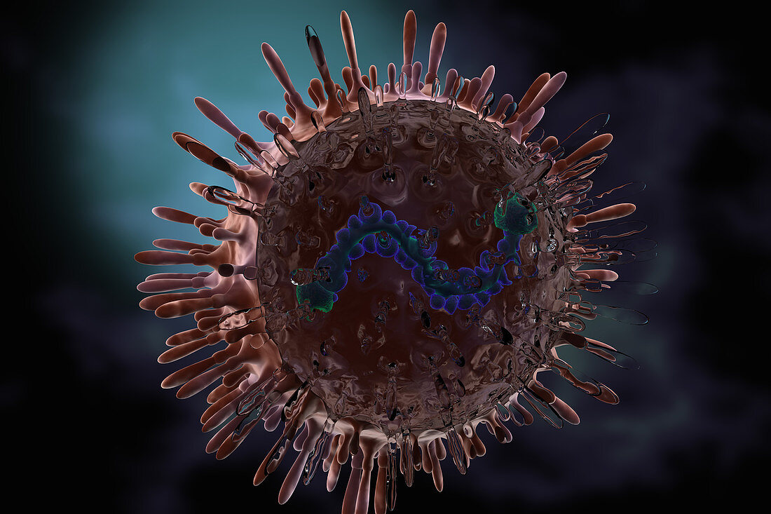 Human Respiratory Syncytial Virus, illustration