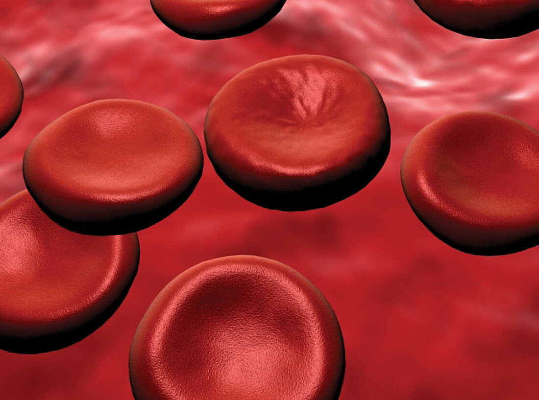 Red Blood Cells, illustration