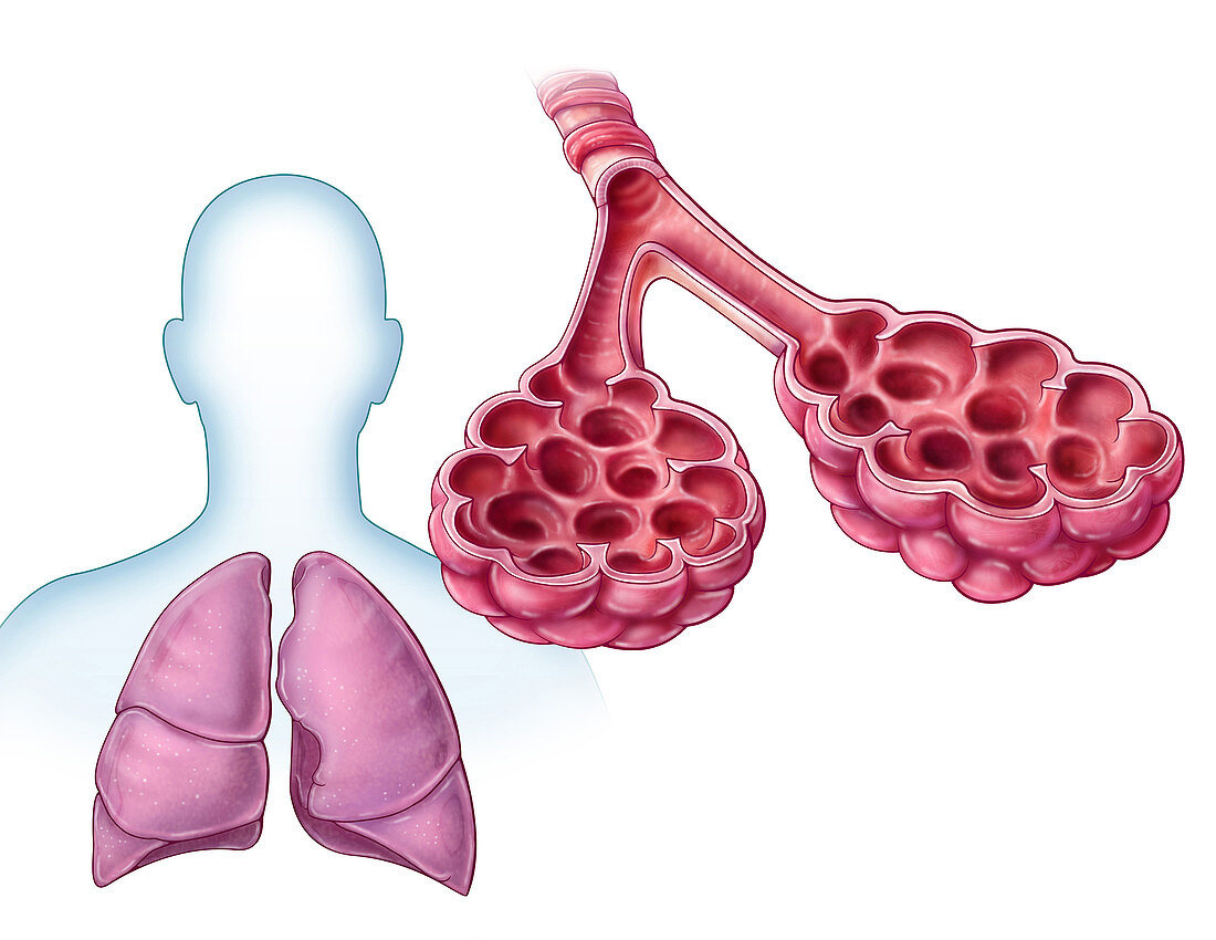 Lung Alveoli, illustration