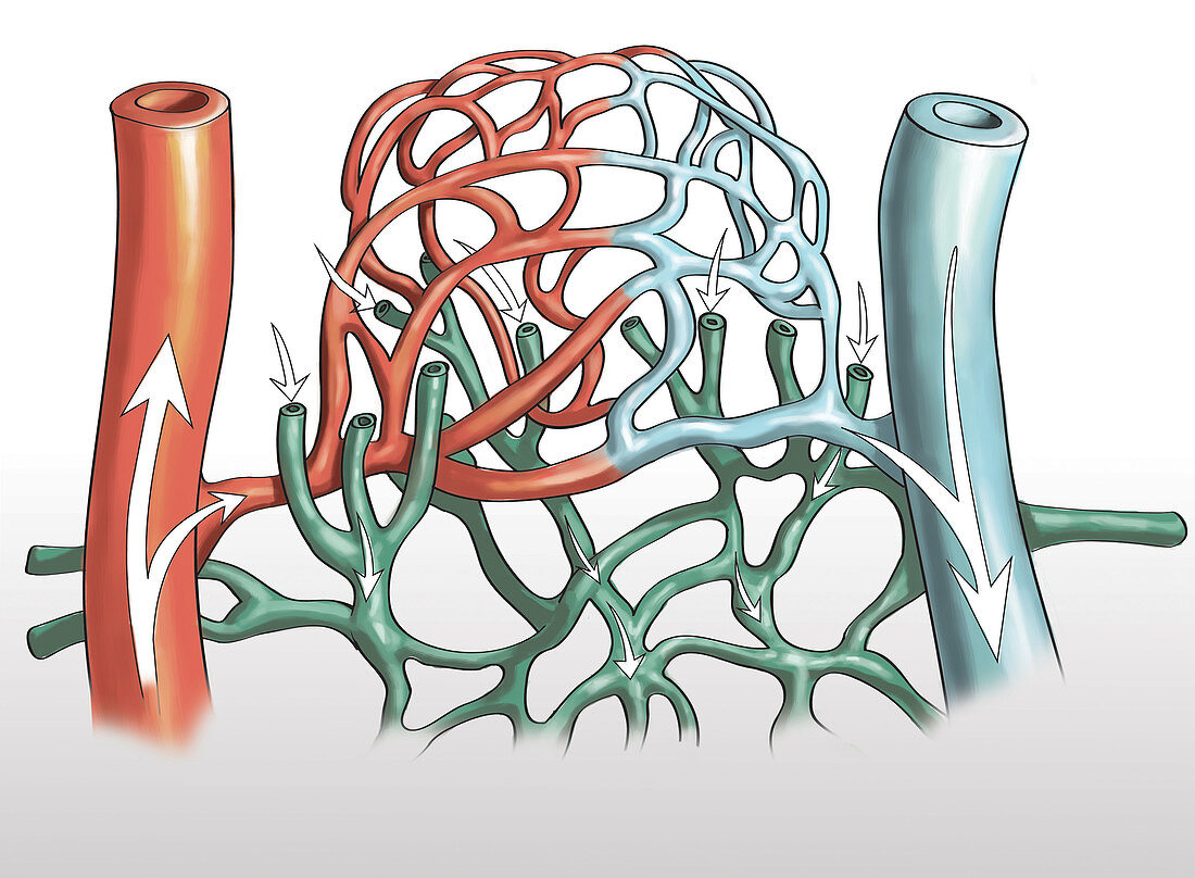 Artery and Capillary Networks, illustration