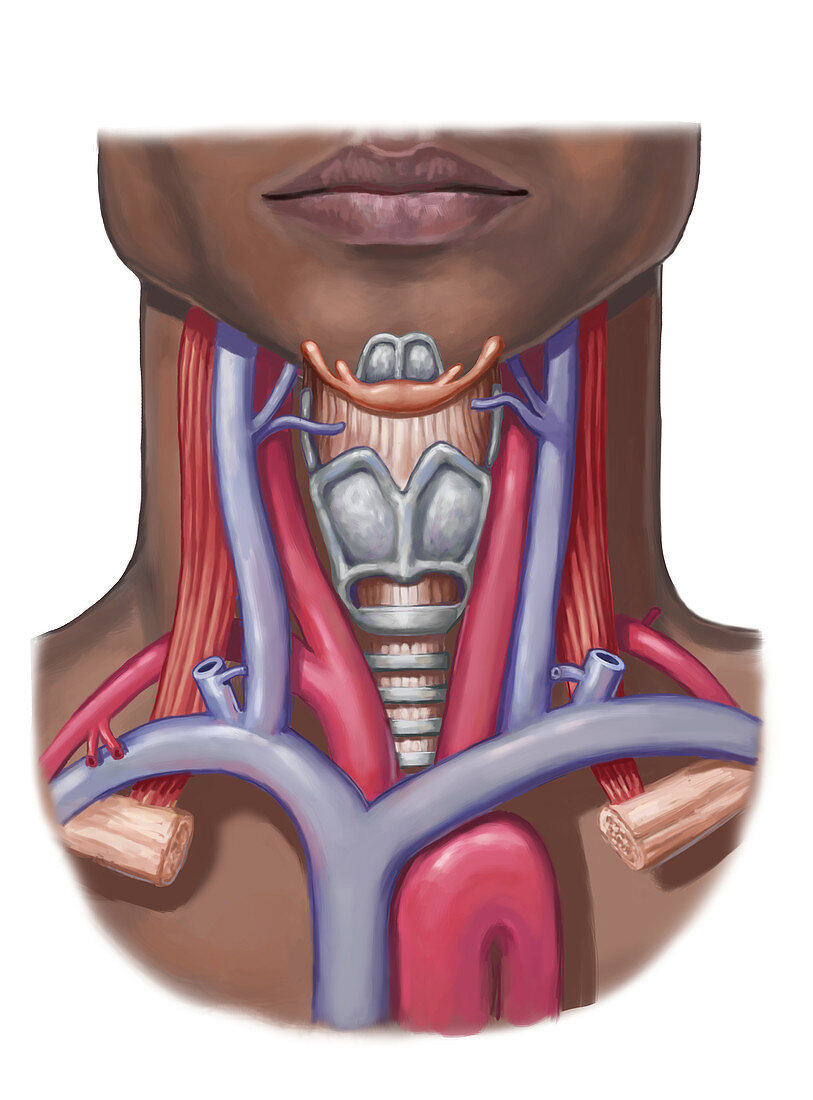 Neck Anatomy, illustration