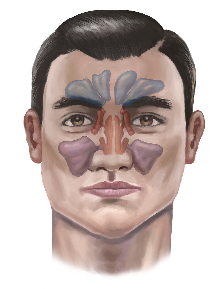 Sinuses, illustration