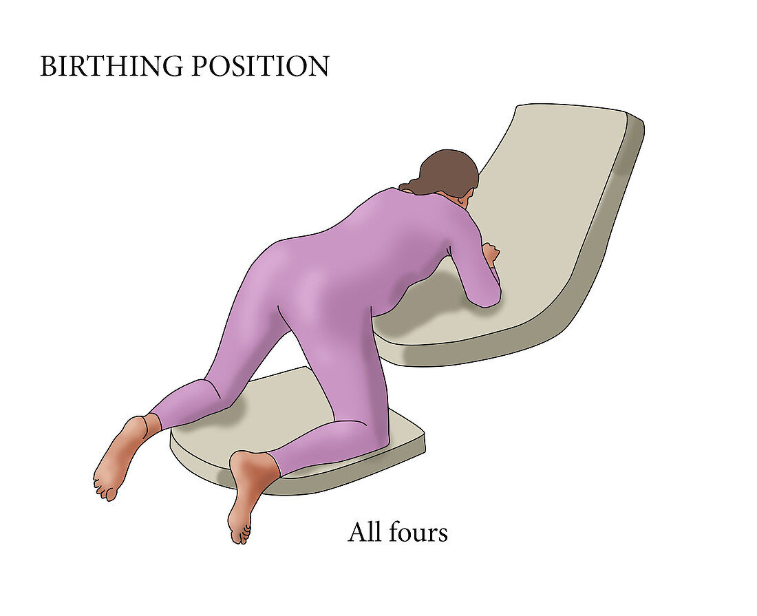 All Fours Birthing Position, illustration