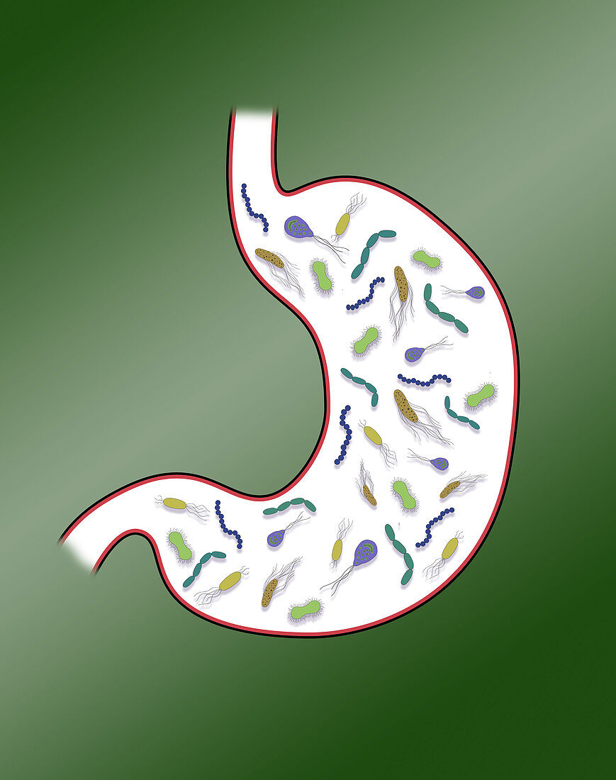Human Microbiome, Conceptual Illustration