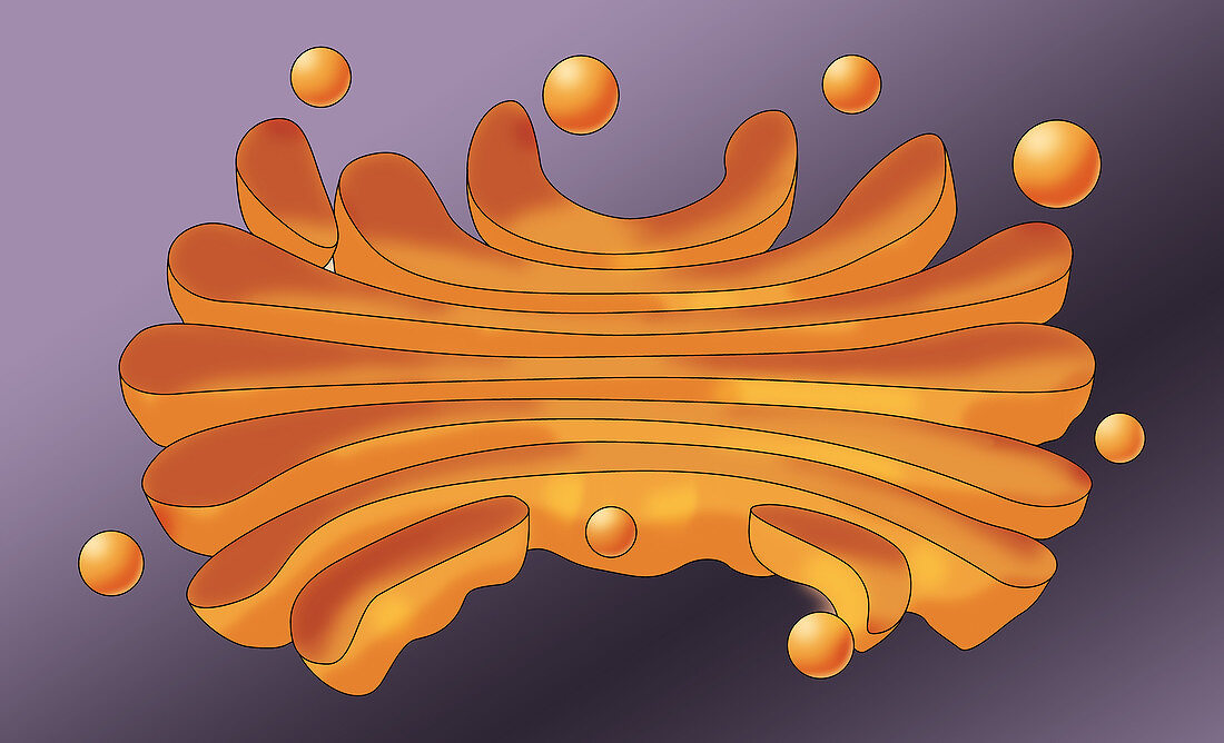 Golgi Apparatus, illustration