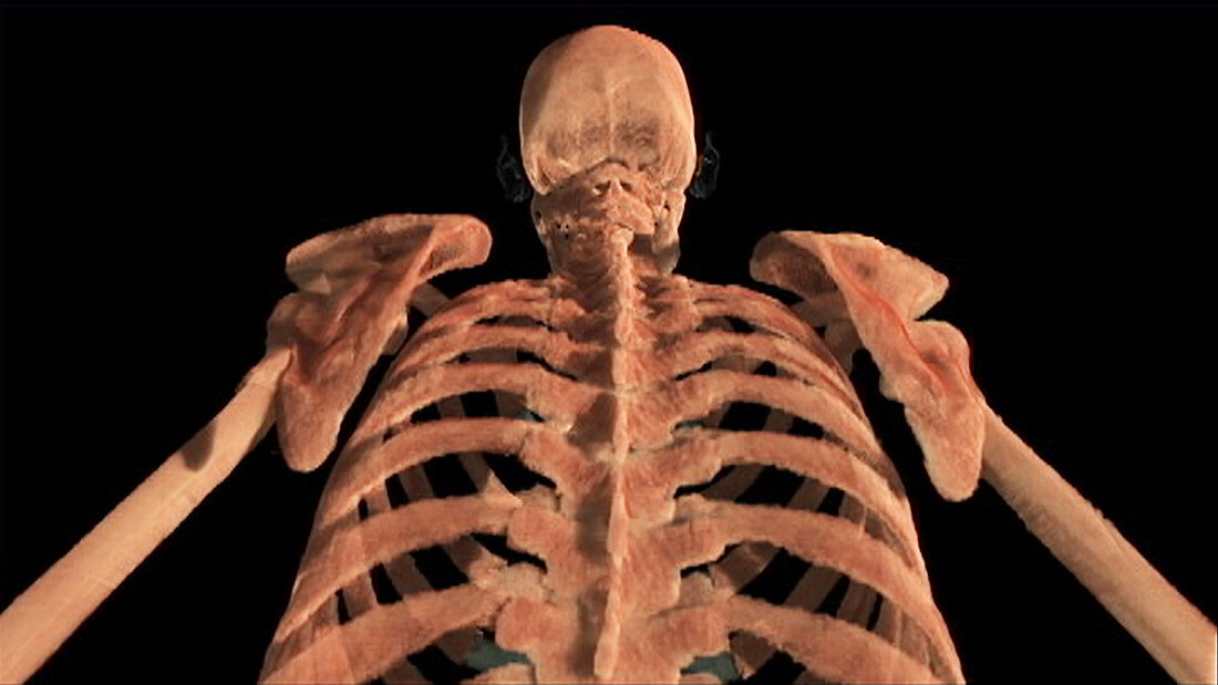 Skeleton, Inferior View