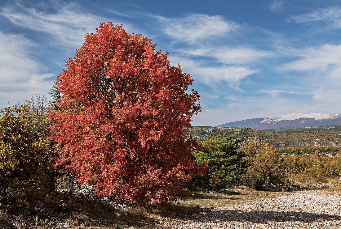 Montpellier maple (Acer monspessulanum)