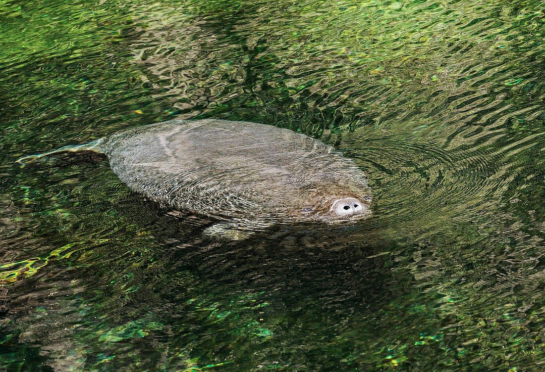 Florida manatee at the surface