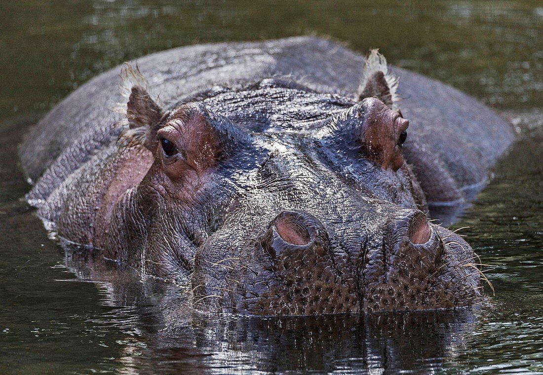 Common hippopotamus in water