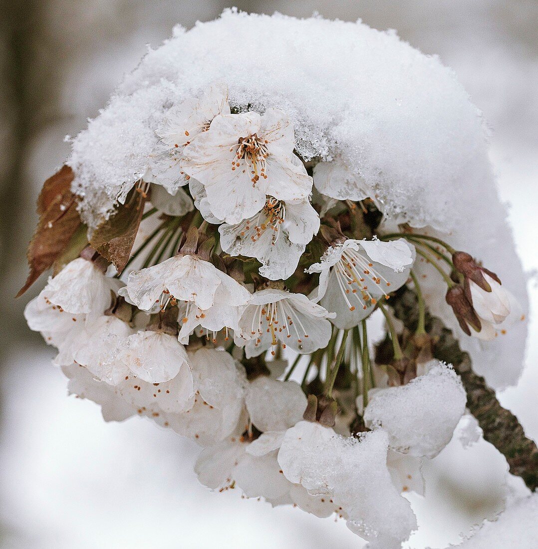 Wild cherry (Prunus avium) blossom in snow