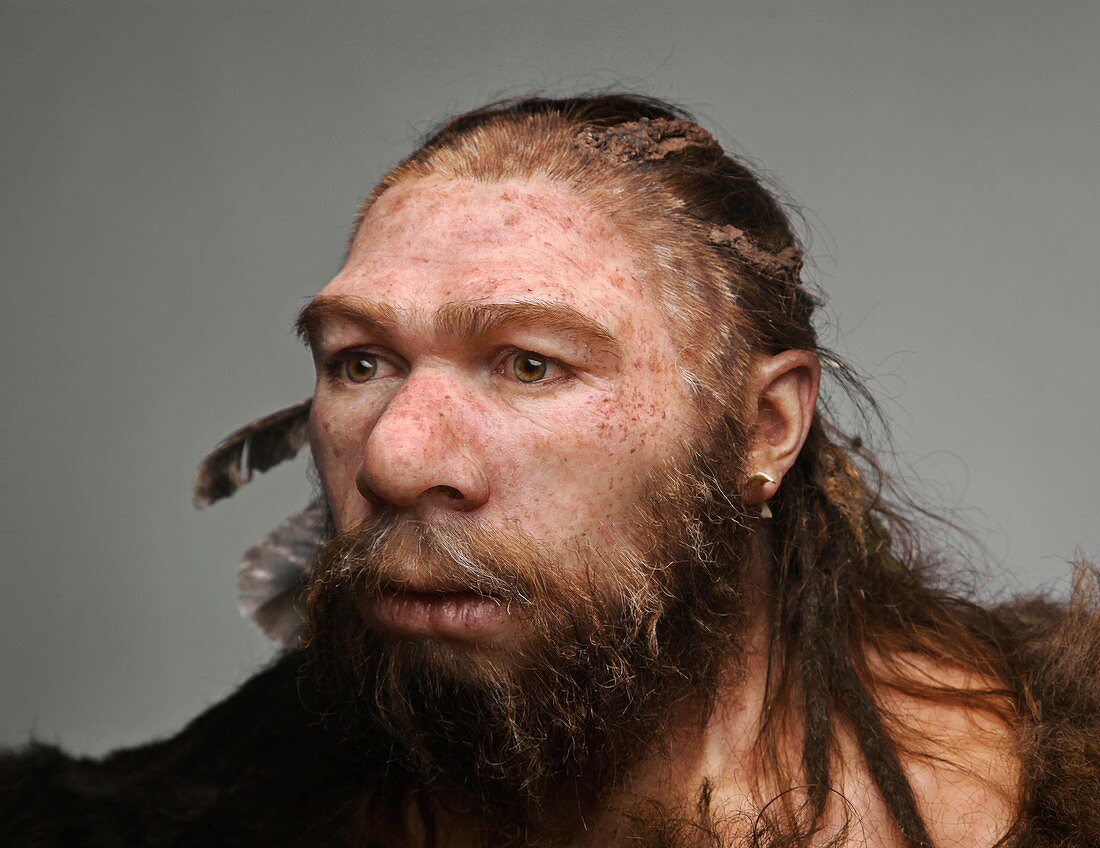 Male Neanderthal model
