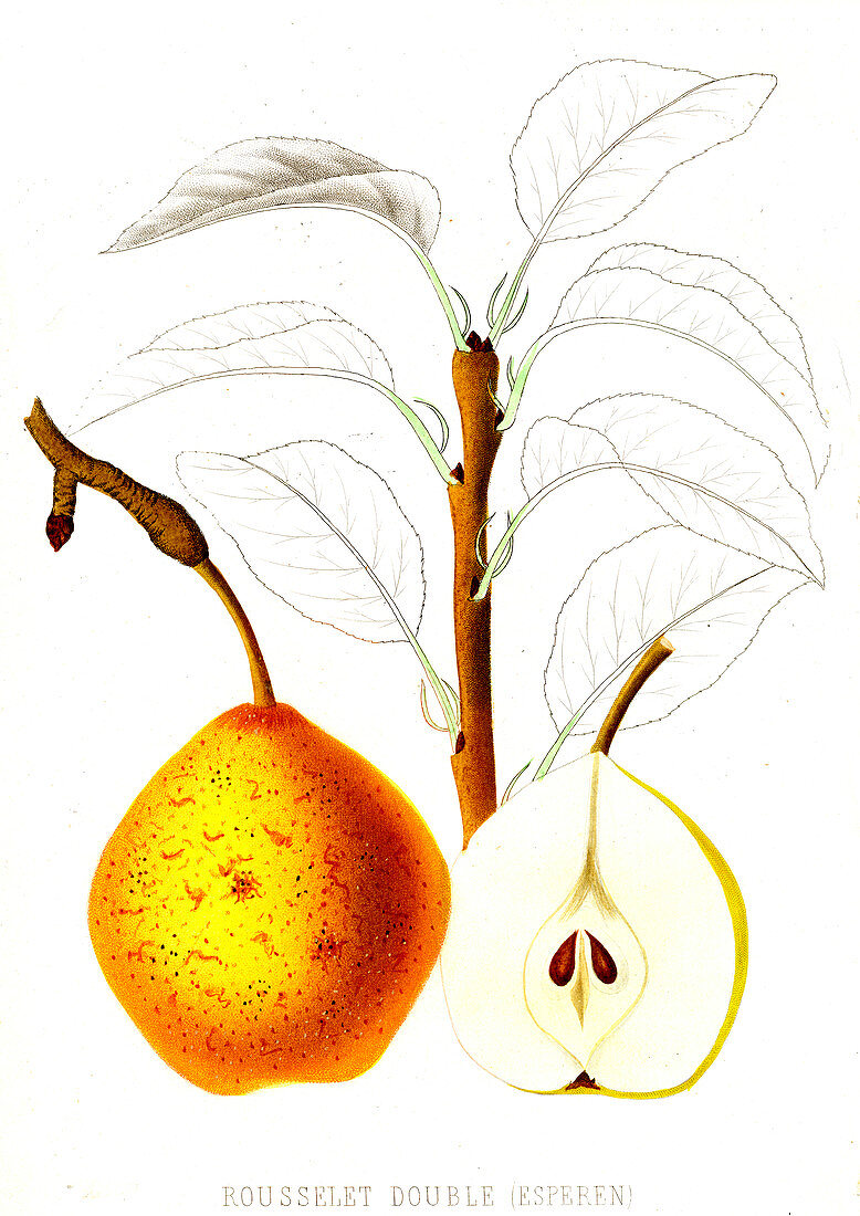French pear variety, 19th century