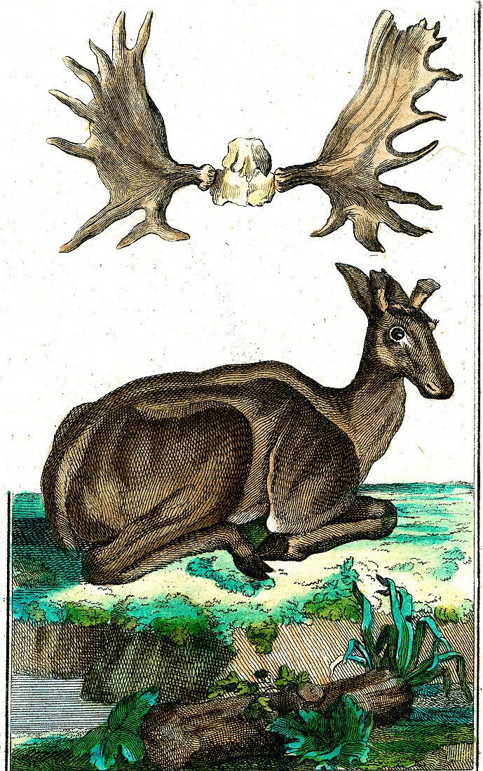 Elk, 19th century