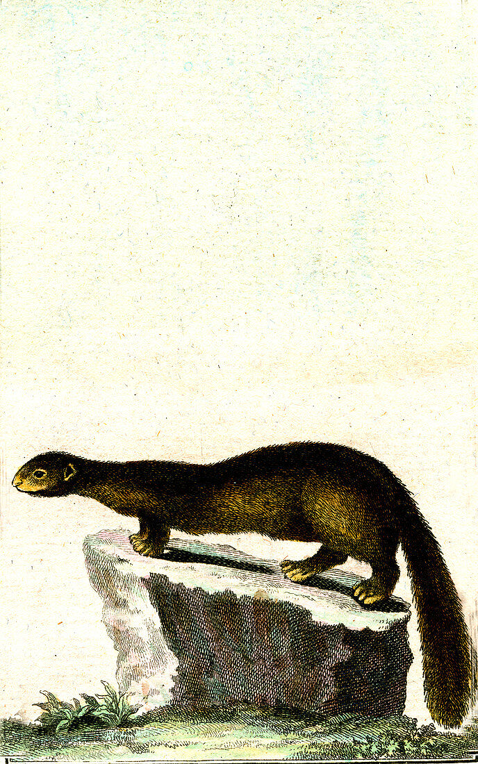 American mink, 19th century