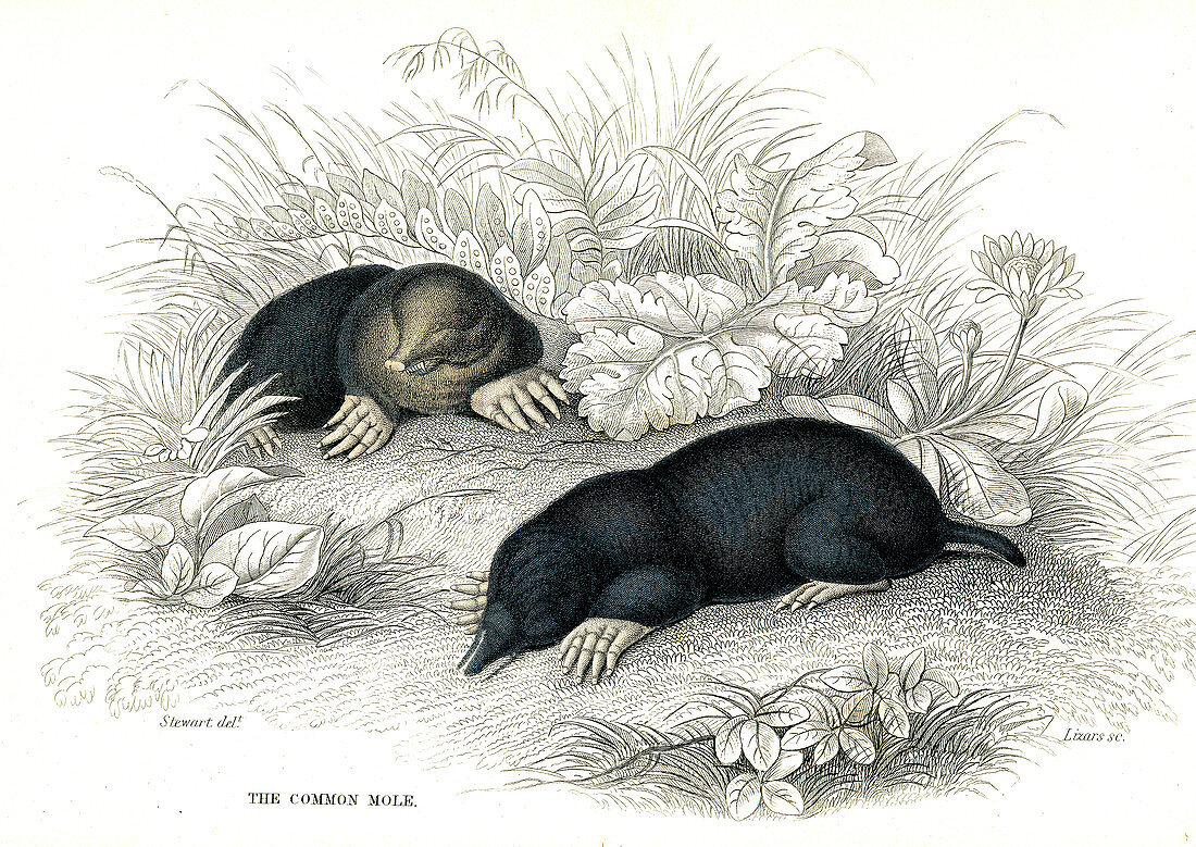 European mole, 19th century