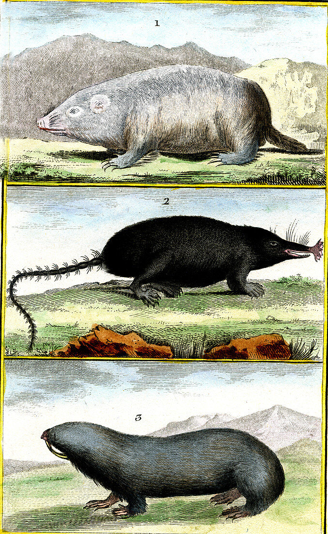 Moles and mole rats, 19th century