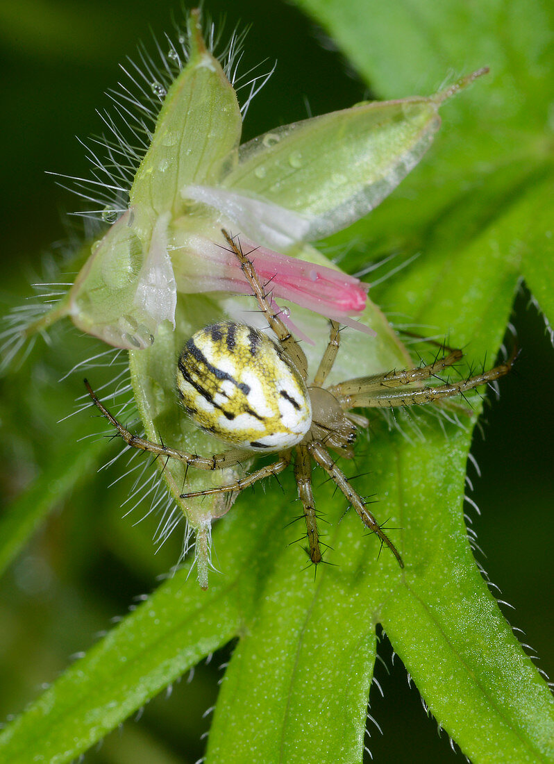 Lined orb-weaver spider, female