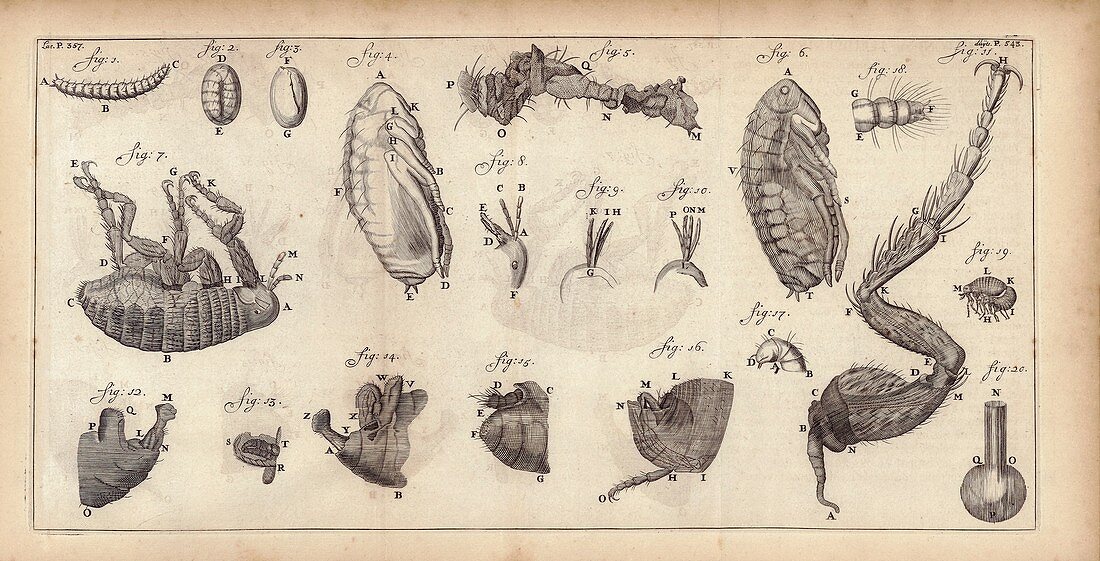 Flea anatomy observed by van Leeuwenhoek, 1693