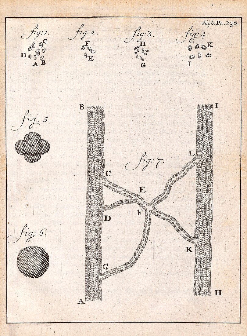 Red blood cells and vessels by van Leeuwenhoek, 1700