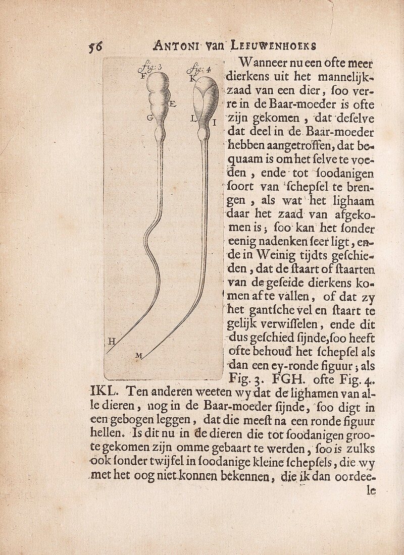 Spermatozoa of a dog by van Leeuwenhoek, 1685