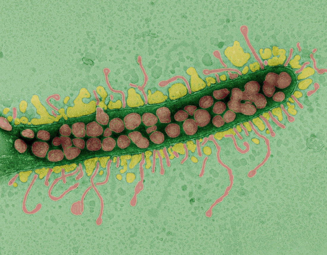 Pelagiphage virus infecting bacterium, TEM