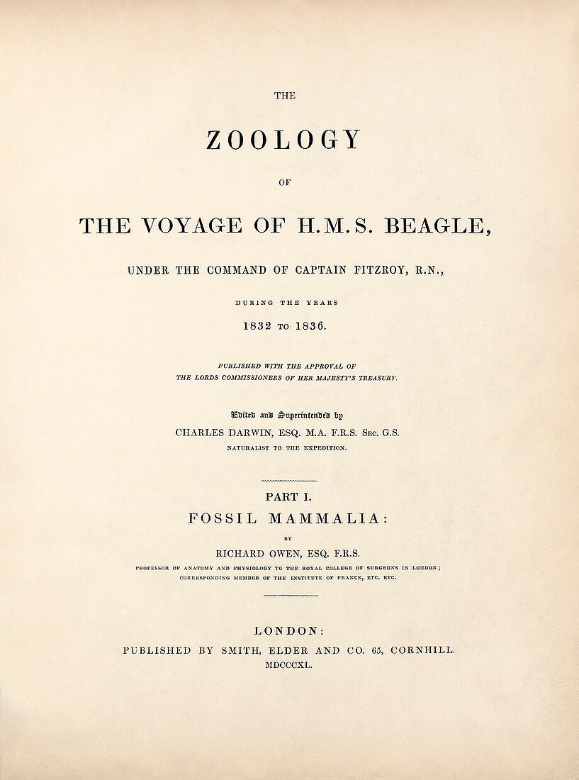 'Fossil Mammals' (1840) from Darwin's Beagle voyage