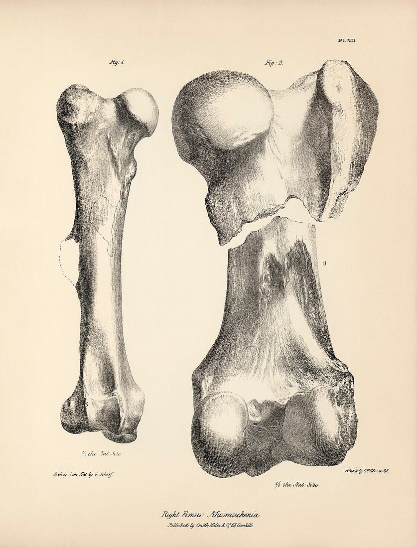 Macrauchenia prehistoric mammal fossil femurs, 19th century